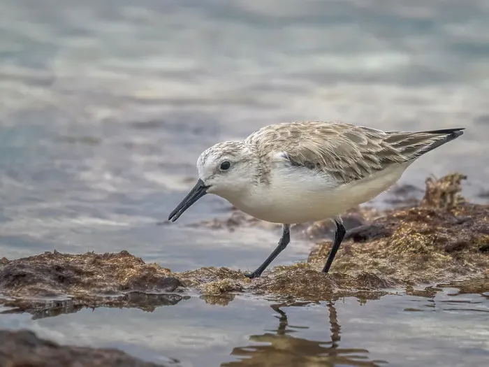 Framed Print : Sanderling (Calidris alba) in winter plumagfe on Grand Cayman, Cayman Islands, British West Indies Framed Print : Sanderling (Calidris alba) in winter plumagfe on Grand Cayman, Cayman Islands, British West Indies