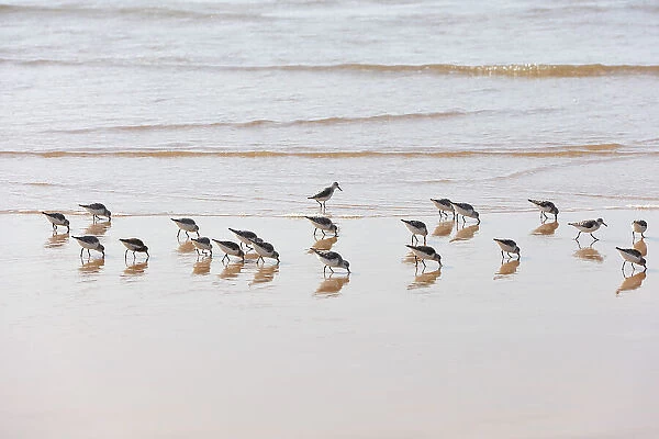 Sanderlings in Bordeira beach. Carrapateira, Algarve. Portugal