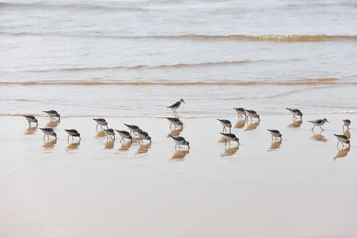 Framed Print : Sanderlings in Bordeira beach. Carrapateira, Algarve. Portugal Framed Print : Sanderlings in Bordeira beach. Carrapateira, Algarve. Portugal