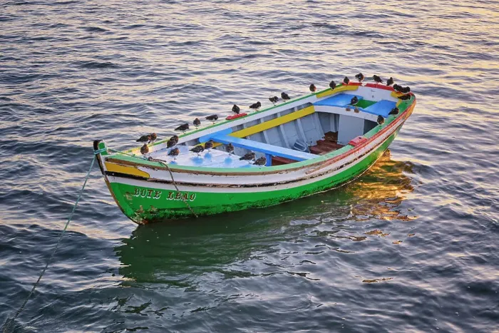 Framed Print : Sanderlings on a traditional boat of the Tagus river. Alcochete, Portugal Framed Print : Sanderlings on a traditional boat of the Tagus river. Alcochete, Portugal