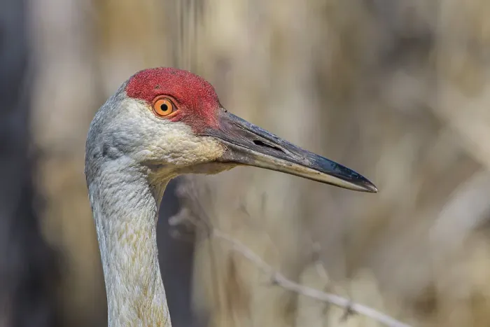 Framed Print : Sandhill Crane (Antigone canadensis), Kensington Metro Parkm Michigan, USA