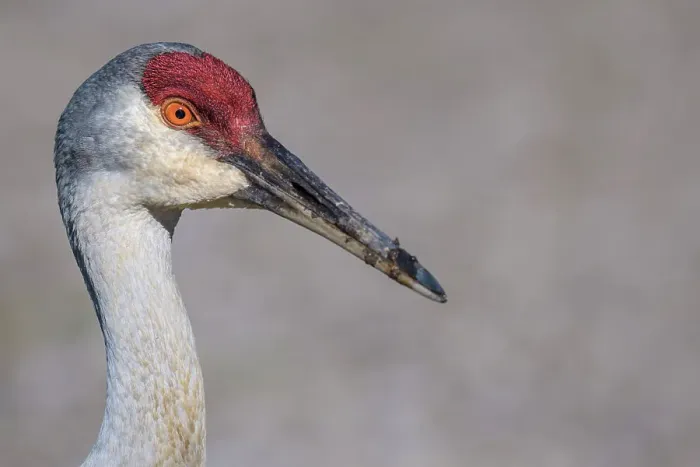 Framed Print : Sandhill Crane (Antigone canadensis), Kensington Metro Park, Michigan, USA Framed Print : Sandhill Crane (Antigone canadensis), Kensington Metro Park, Michigan, USA