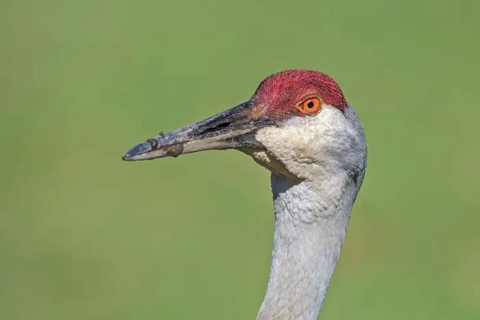 Framed Print : Sandhill Crane (Antigone canadensis), Kensington Metro Park, Michigan, USA