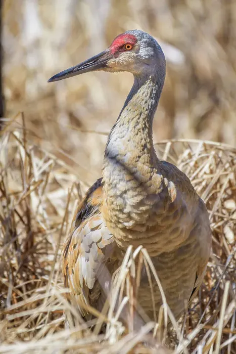 Framed Print : Sandhill Crane (Antigone canadensis), Kensington Metro Park, Michigan, USA
