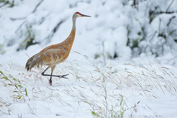 Sandhill cranes (Antigone canadensis) in early snow storm Pink Mountain British Columbia Canada