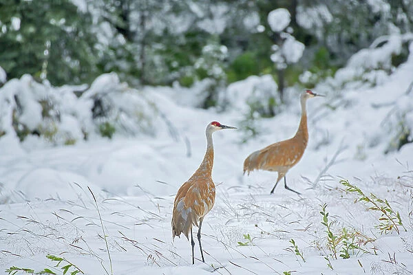 Sandhill cranes (Antigone canadensis) in early snow storm Pink Mountain British Columbia Canada