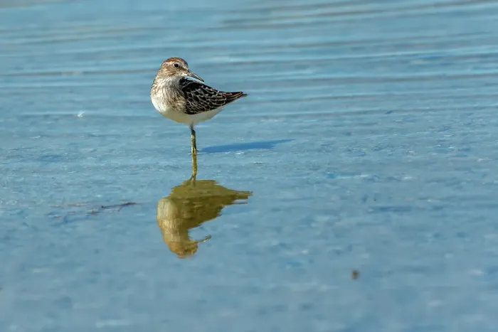 Framed Print : Least sandpiper (Calidris minutilla) Reed Lake, Saskatchewan, Canada Framed Print : Least sandpiper (Calidris minutilla) Reed Lake, Saskatchewan, Canada