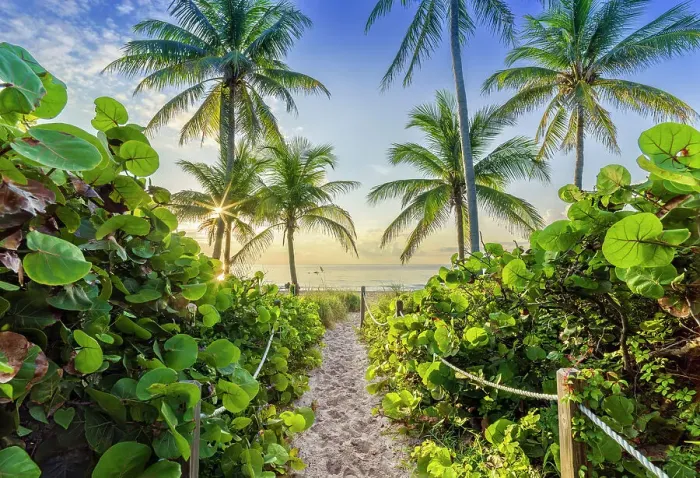 Framed Print : Sandy Path to the Beach surrounded by tropical palm trees, at sunrise Hollywood Beach Hollywood, Miami Beach Florida, USA Framed Print : Sandy Path to the Beach surrounded by tropical palm trees, at sunrise Hollywood Beach Hollywood, Miami Beach Florida, USA
