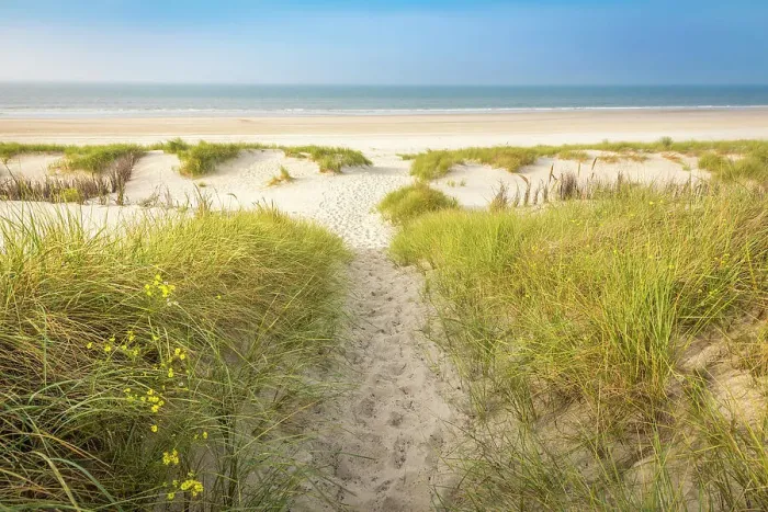 Framed Print : Sandy path in the dunes to the north beach of Norderney, East Frisian Islands, East Frisia, Lower Saxony, Germany Framed Print : Sandy path in the dunes to the north beach of Norderney, East Frisian Islands, East Frisia, Lower Saxony, Germany