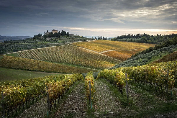 Sangiovese vineyards near Gaiole in Chianti, Florence province, Tuscany, Italy