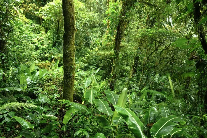 Framed Print : Santa Elena Cloud Forest Reserve, Guanacaste Province, Costa Rica, Central America Framed Print : Santa Elena Cloud Forest Reserve, Guanacaste Province, Costa Rica, Central America