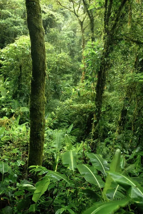 Framed Print : Santa Elena Cloud Forest Reserve, Guanacaste Province, Costa Rica, Central America Framed Print : Santa Elena Cloud Forest Reserve, Guanacaste Province, Costa Rica, Central America