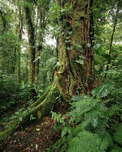 Santa Elena Cloud Forest Reserve, Guanacaste Province, Costa Rica, Central America