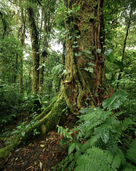 Framed Print : Santa Elena Cloud Forest Reserve, Guanacaste Province, Costa Rica, Central America Framed Print : Santa Elena Cloud Forest Reserve, Guanacaste Province, Costa Rica, Central America