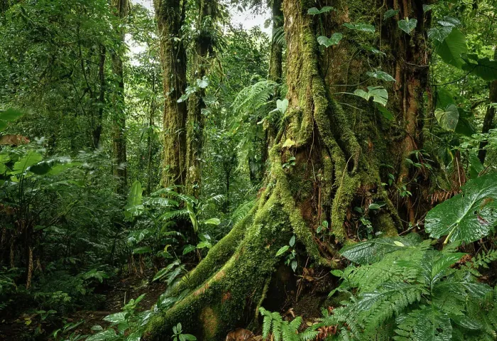 Framed Print : Santa Elena Cloud Forest Reserve, Guanacaste Province, Costa Rica, Central America Framed Print : Santa Elena Cloud Forest Reserve, Guanacaste Province, Costa Rica, Central America