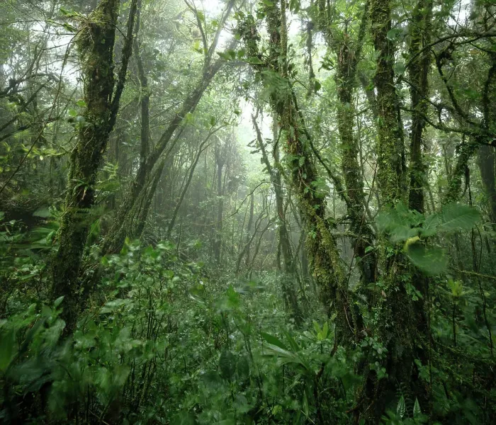 Framed Print : Santa Elena Cloud Forest Reserve, Guanacaste Province, Costa Rica, Central America Framed Print : Santa Elena Cloud Forest Reserve, Guanacaste Province, Costa Rica, Central America