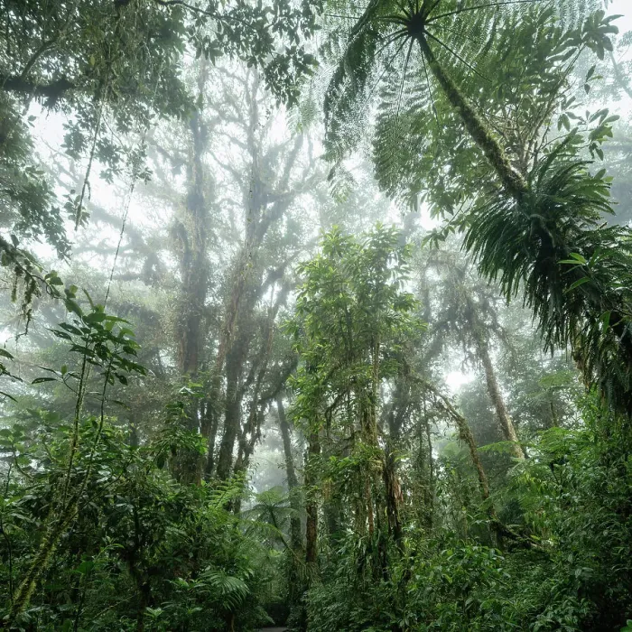 Framed Print : Santa Elena Cloud Forest Reserve, Guanacaste Province, Costa Rica, Central America Framed Print : Santa Elena Cloud Forest Reserve, Guanacaste Province, Costa Rica, Central America