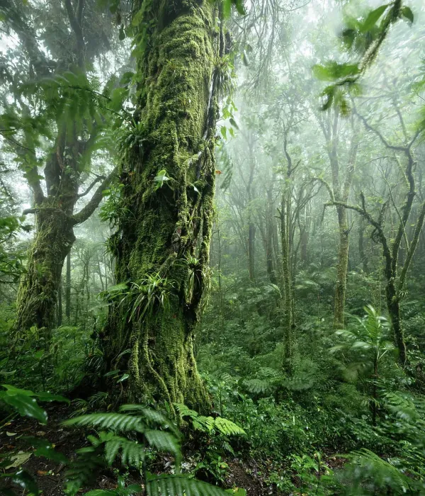 Framed Print : Santa Elena Cloud Forest Reserve, Guanacaste Province, Costa Rica, Central America Framed Print : Santa Elena Cloud Forest Reserve, Guanacaste Province, Costa Rica, Central America