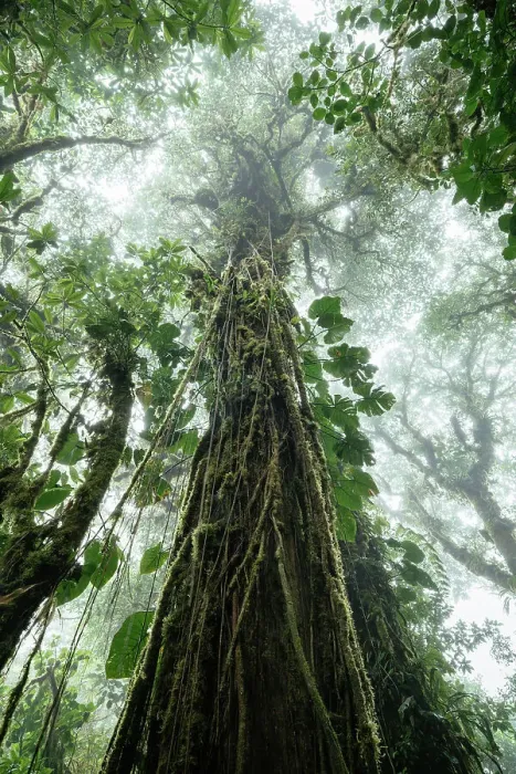 Framed Print : Santa Elena Cloud Forest Reserve, Guanacaste Province, Costa Rica, Central America Framed Print : Santa Elena Cloud Forest Reserve, Guanacaste Province, Costa Rica, Central America