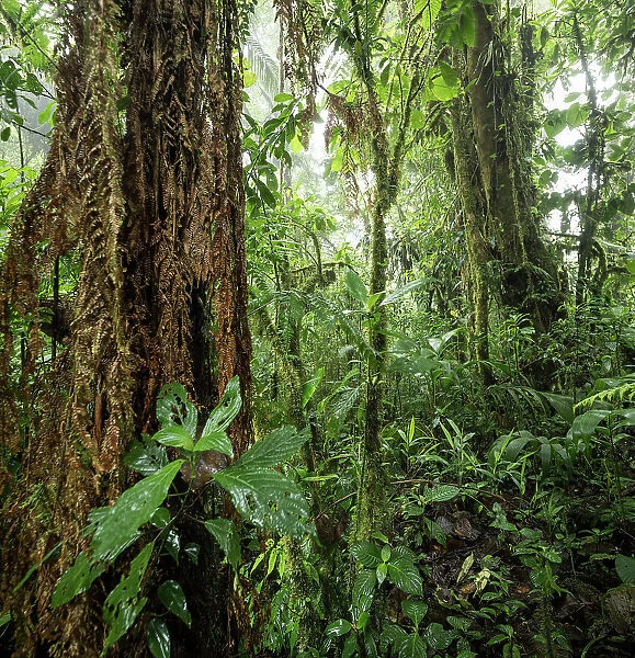 Santa Elena Cloud Forest Reserve, Guanacaste Province, Costa Rica, Central America