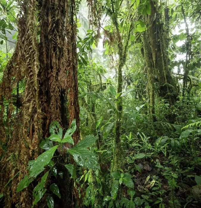 Framed Print : Santa Elena Cloud Forest Reserve, Guanacaste Province, Costa Rica, Central America Framed Print : Santa Elena Cloud Forest Reserve, Guanacaste Province, Costa Rica, Central America