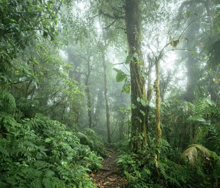 Framed Print : Santa Elena Cloud Forest Reserve, Guanacaste Province, Costa Rica, Central America Framed Print : Santa Elena Cloud Forest Reserve, Guanacaste Province, Costa Rica, Central America