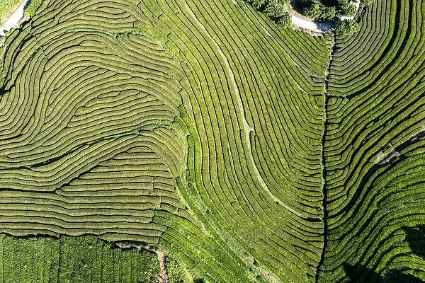 Sao Miguel island, Azores, Portugal. Tea plantation at Gorreana Tea Factory, aerial view