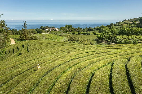 Sao Miguel island, Azores, Portugal. Tea plantation at Gorreana Tea Factory, aerial view, tourist (MR)