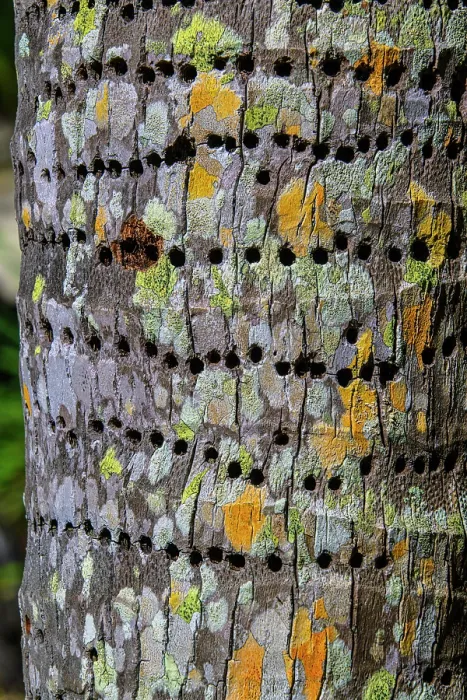 Framed Print : Sapsucker holes in a tree trunk, Queen Elizabeth II Botanical Park, Grand Cayman- North Side, Cayman Islands Framed Print : Sapsucker holes in a tree trunk, Queen Elizabeth II Botanical Park, Grand Cayman- North Side, Cayman Islands
