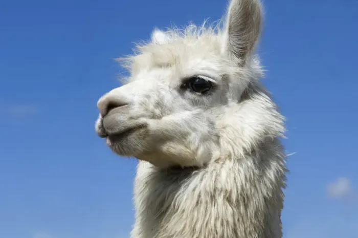 Framed Print : Saquisili Animal Market, Llama For Sale, Saquisili, Cotopaxi Province, Ecuador