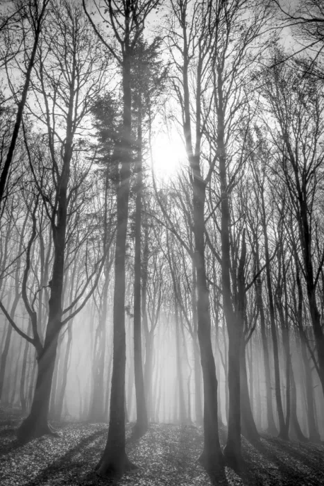 Framed Print : Sassofratino Reserve, Foreste Casentinesi National Park, Badia Prataglia, Tuscany, Italy, Europe Framed Print : Sassofratino Reserve, Foreste Casentinesi National Park, Badia Prataglia, Tuscany, Italy, Europe