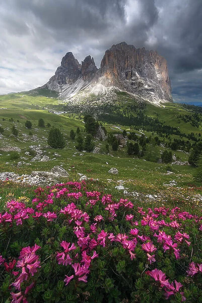 Sassopiatto and Sassolungo from the Sella Pass with some rhododendron in the foreground during a cloudy summer afternoon. Dolomites, Italy