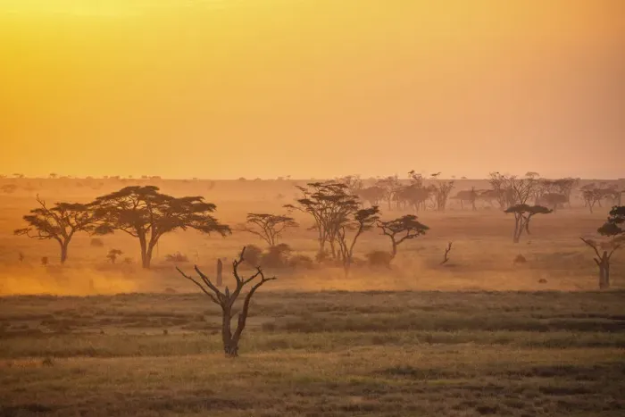 Framed Print : Savannah trees at sunrise, Serengeti National Park, Tanzania Framed Print : Savannah trees at sunrise, Serengeti National Park, Tanzania