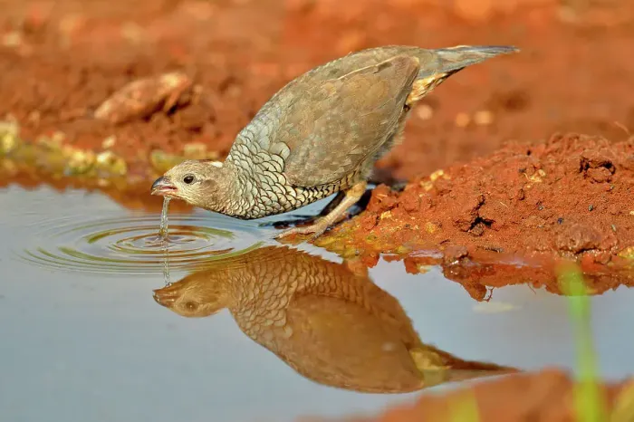 Framed Print : Scaled quail (Callipepla squamata) At the edge of a water hole, Rio Grande City, Texas, USA Framed Print : Scaled quail (Callipepla squamata) At the edge of a water hole, Rio Grande City, Texas, USA