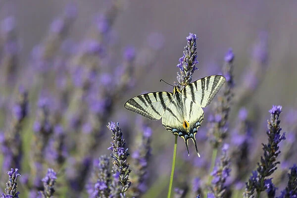 Scarce Swallowtail (Iphiclides podalirius) feeding on lavender, Provence, France
