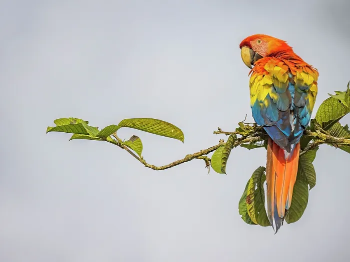 Framed Print : Scarlet Macaw (Ara macao), Boca Tapada, Alajuela Province, Costa Rica Framed Print : Scarlet Macaw (Ara macao), Boca Tapada, Alajuela Province, Costa Rica