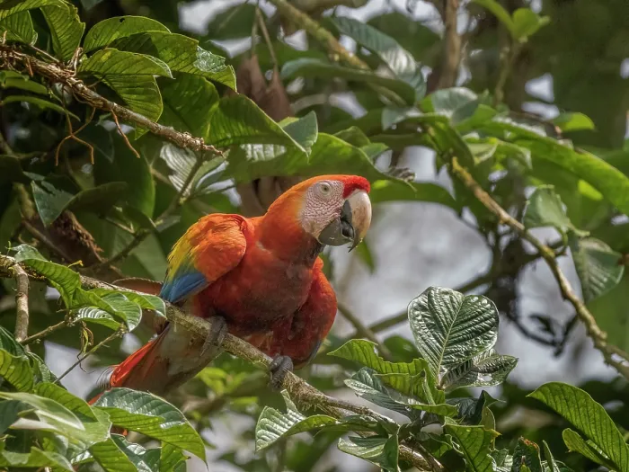 Framed Print : Scarlet Macaw (Ara macao), Boca Tapada, Alajuela Province, Costa Rica Framed Print : Scarlet Macaw (Ara macao), Boca Tapada, Alajuela Province, Costa Rica
