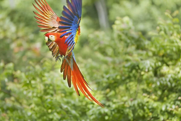 Scarlet Macaw (Ara macao) in flight, Corcovado National Park, Osa Peninsula, Costa Rica