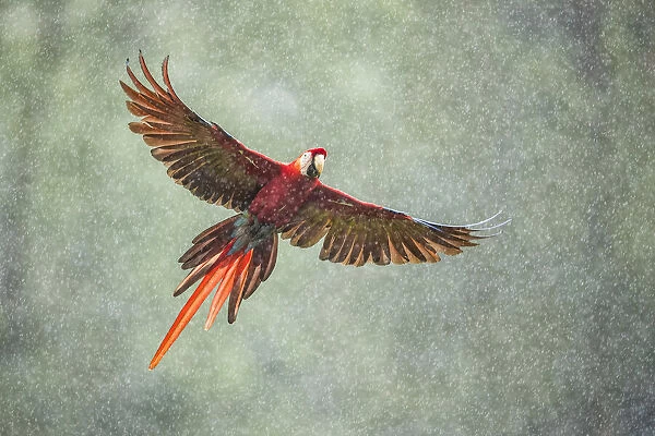 Scarlet Macaw (Ara macao) in flight in the rainforest, Costa Rica