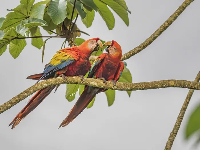 Framed Print : Scarlet Macaw (Ara macao) mated pair interacting, Boca Tapada, Alajuela Province, Costa Rica Framed Print : Scarlet Macaw (Ara macao) mated pair interacting, Boca Tapada, Alajuela Province, Costa Rica