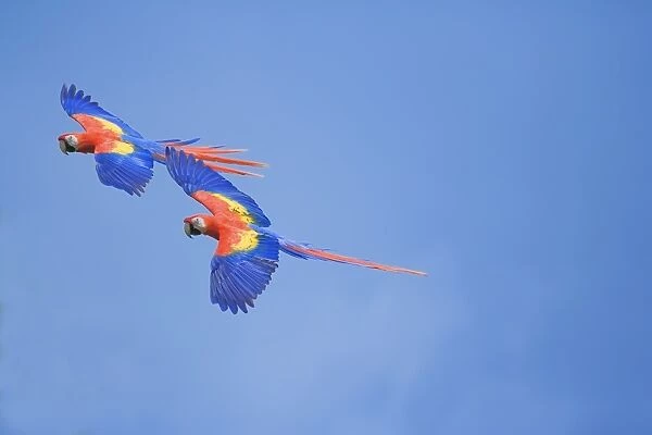 Scarlet Macaws (Ara macao) on flight, Corcovado National Park, Costa Rica