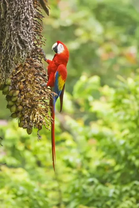 Framed Print : Scarlet Macaws (Ara macao) perching on a tree, Corcovado National Park, Osa Peninsula Framed Print : Scarlet Macaws (Ara macao) perching on a tree, Corcovado National Park, Osa Peninsula