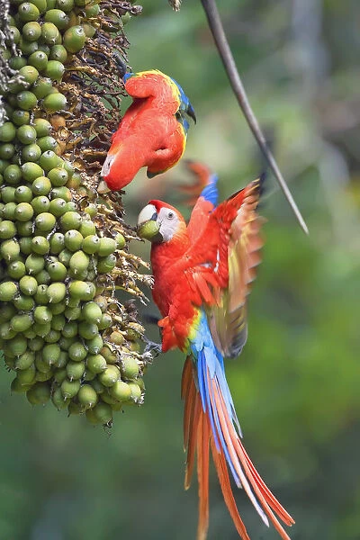 Scarlet Macaws (Ara macao) trying to catch a nut, Corcovado National. Park, Osa Peninsula