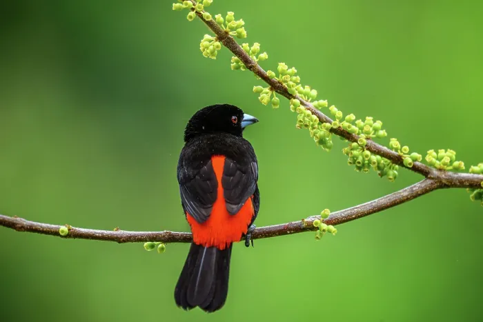 Framed Print : Scarlet-rumped Tanager (Ramphocelus passerinii) Male Framed Print : Scarlet-rumped Tanager (Ramphocelus passerinii) Male