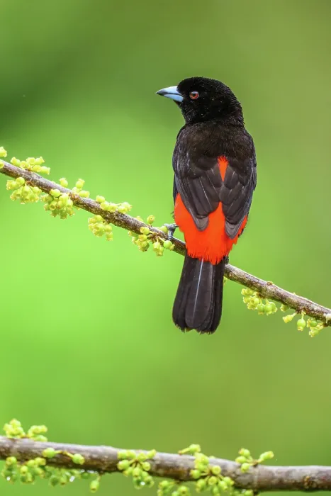 Framed Print : Scarlet-rumped Tanager (Ramphocelus passerinii) Male Framed Print : Scarlet-rumped Tanager (Ramphocelus passerinii) Male