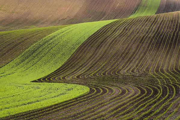 Scenic view of brown and green rolling hills near Kyjov, Hodonin District, South Moravian Region, Moravia, Czech Republic