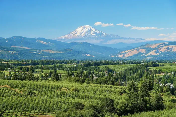 Framed Print : Scenic view over vineyards with Mount Adams in the background, Hood River County, Oregon, USA