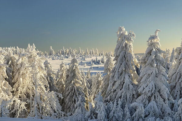 Schliffkopf mountain in winter, Black Forest, Baden-Wurttemberg, Germany