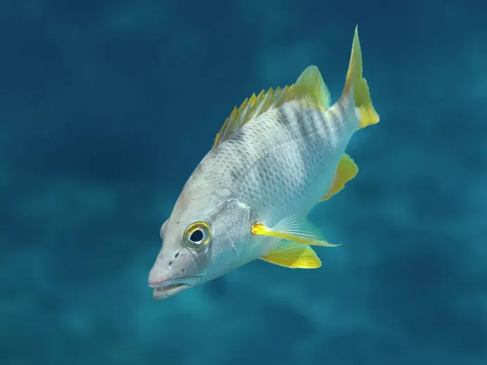 Framed Print : Schoolmaster Snapper (Lutjanus apodus), Grand Cayman, Cayman Islands, BWI Framed Print : Schoolmaster Snapper (Lutjanus apodus), Grand Cayman, Cayman Islands, BWI