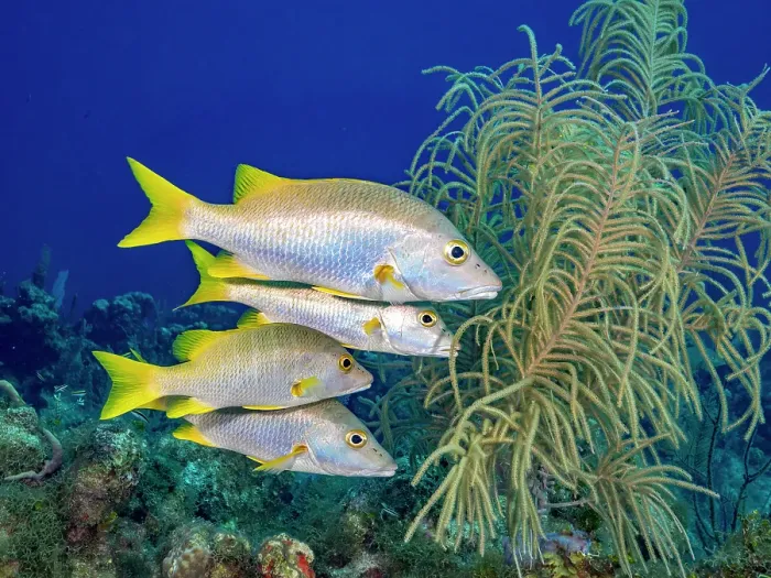 Framed Print : Schoolmaster Snapper (Lutjanus apodus), Grand Cayman, Cayman Islands, British West Indies Framed Print : Schoolmaster Snapper (Lutjanus apodus), Grand Cayman, Cayman Islands, British West Indies